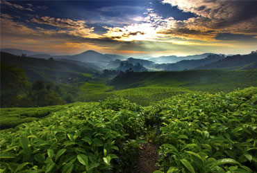 Coorg Coffee Trails Escape