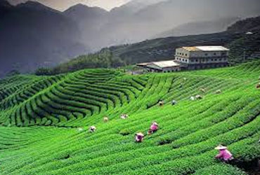 Nainital Kausani Ranikhet Corbett Tour
